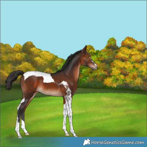 Horse Color:Bay Sabino Tobiano 