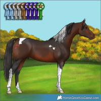 Horse Color:Bay Tobiano 
