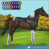 Horse Color:Bay Tobiano