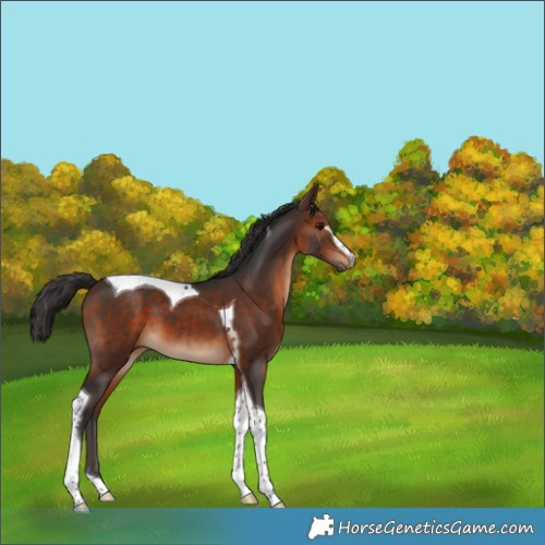 Horse Color:Bay Sabino Tobiano 