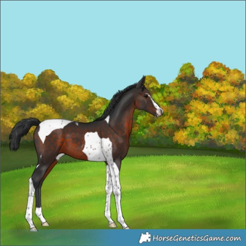 Horse Color:Brown Sabino Tobiano 
