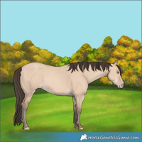 Horse Color:Amber Champagne Dun 