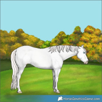 Horse Color:Smoky Creme Dun 