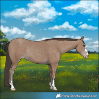 Horse Color:Classic Champagne Rabicano 