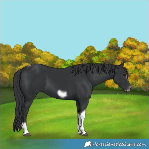 Horse Color:Black Tobiano Frame