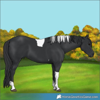 Horse Color:Black Tobiano