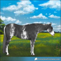 Horse Color:White Spotted Black