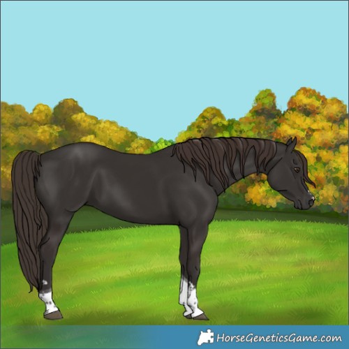 Horse Color:Liver Chestnut Tobiano 