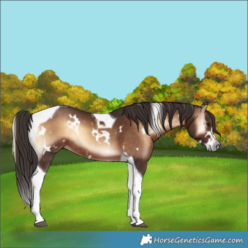 Horse Color:White Spotted Liver Red Onyx Tobiano 