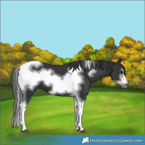 Horse Color:Black Tobiano Frame 
