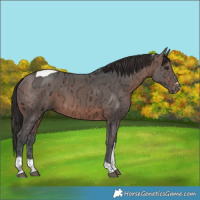 Horse Color:Brown Ice Tobiano 