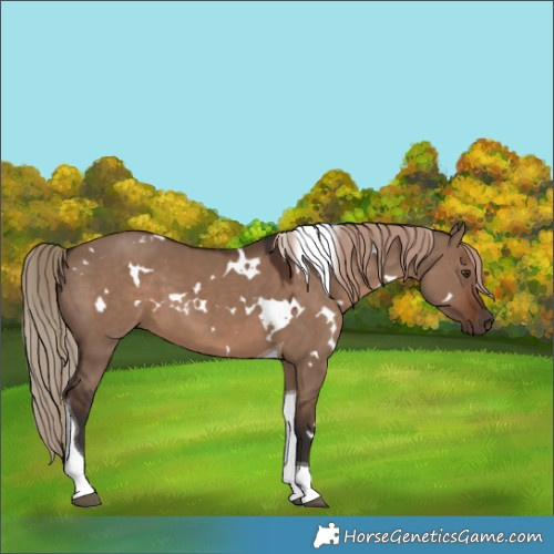 Horse Color:White Spotted Liver Red Dun Tobiano 