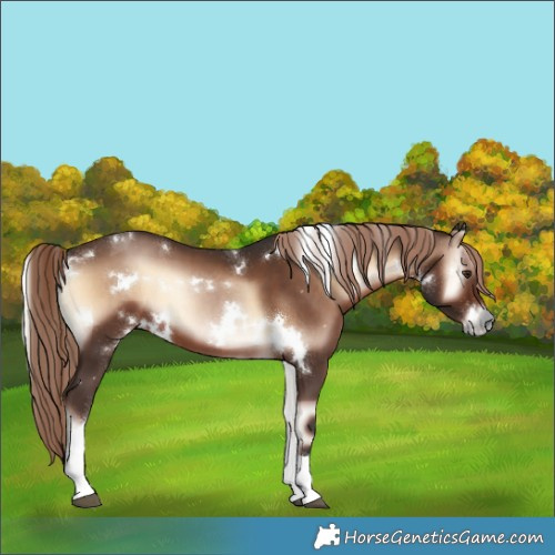 Horse Color:White Spotted Liver Red Onyx Tobiano 