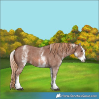 Horse Color:White Spotted Chestnut Sabino 
