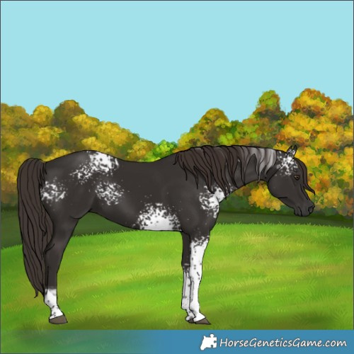 Horse Color:White Spotted Liver Chestnut Tobiano 