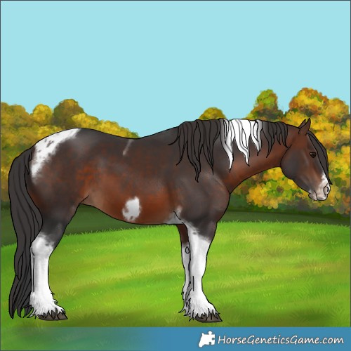 Horse Color:Brown Tobiano Frame 
