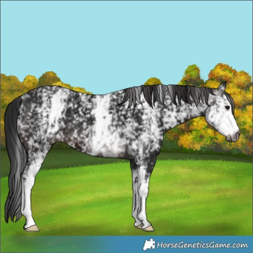 Horse Color:Gray White Spotted Brown 