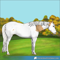 Horse Color:Silver Buckskin Splash Tobiano Blanket 