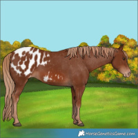 Horse Color:Chestnut Appaloosa