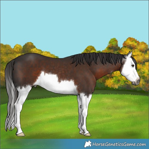 Horse Color:Gray White Spotted Liver Chestnut Splash 