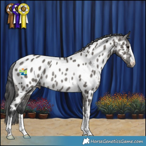 Horse Color:Grullo Appaloosa Rabicano 