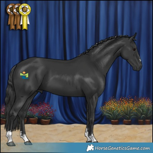 Horse Color:Black 