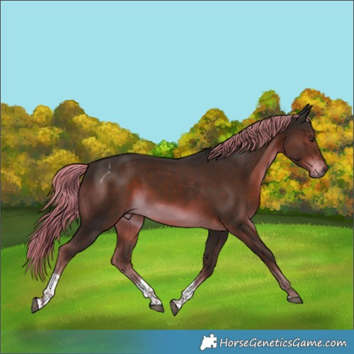 Horse Color:Liver Chestnut Tobiano 