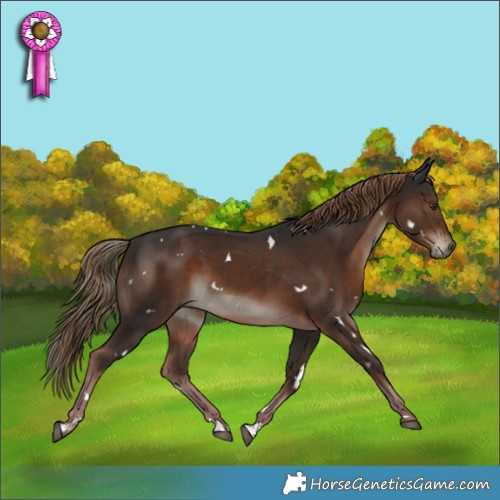 Horse Color:White Spotted Liver Chestnut 