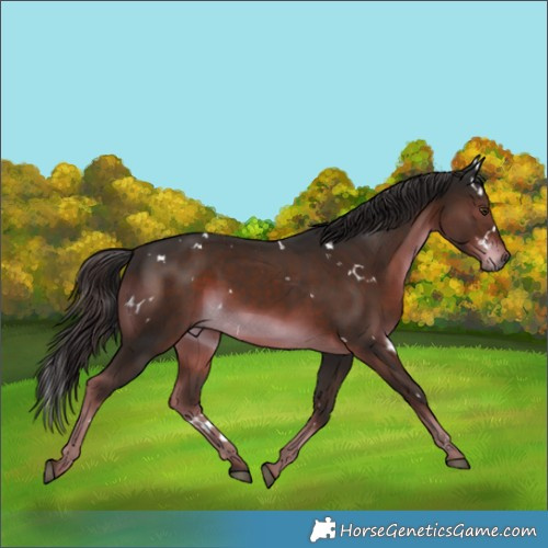 Horse Color:White Spotted Liver Chestnut 