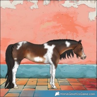 Horse Color:Liver Chestnut Tobiano Frame 
