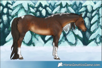 Horse Color:Liver Chestnut Tobiano
