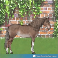 Horse Color:Liver Red Dun Tobiano 