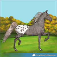 Horse Color:Liver Chestnut Ice Mushroom Blanket Rabicano 