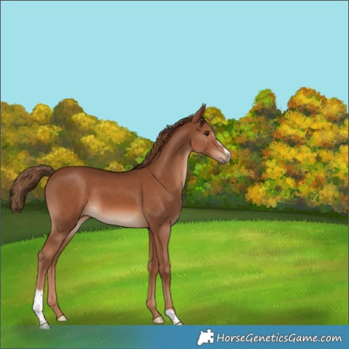 Horse Color:Chestnut Sabino 