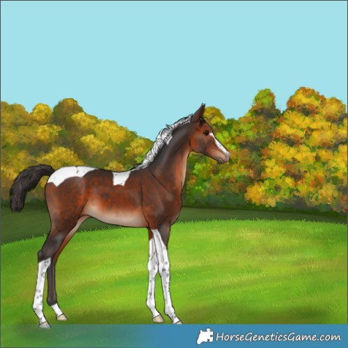 Horse Color:Bay Sabino Tobiano 