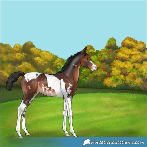 Horse Color:Brown Sabino Tobiano 