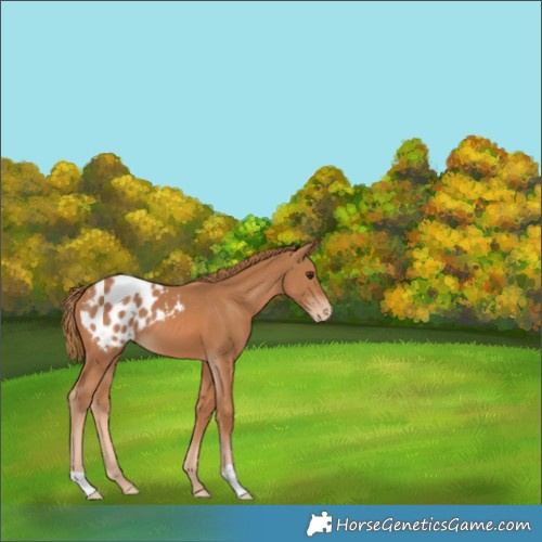Horse Color:Chestnut Appaloosa 