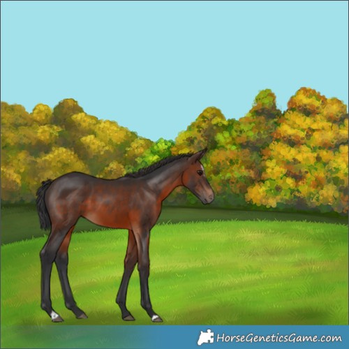 Horse Color:Brown Sabino 