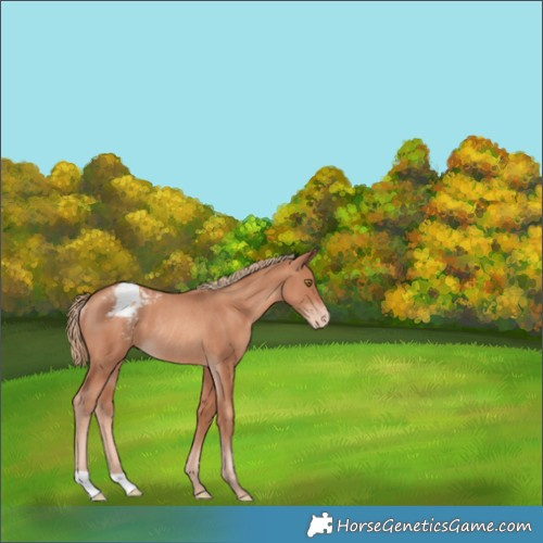 Horse Color:Gold Champagne Appaloosa Rabicano 