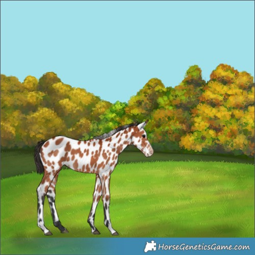 Horse Color:Bay Sabino Appaloosa 