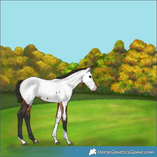 Horse Color:Bay Sabino Tobiano Appaloosa 