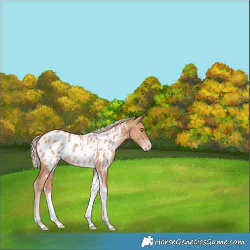 Horse Color:Gold Champagne Tobiano Appaloosa 