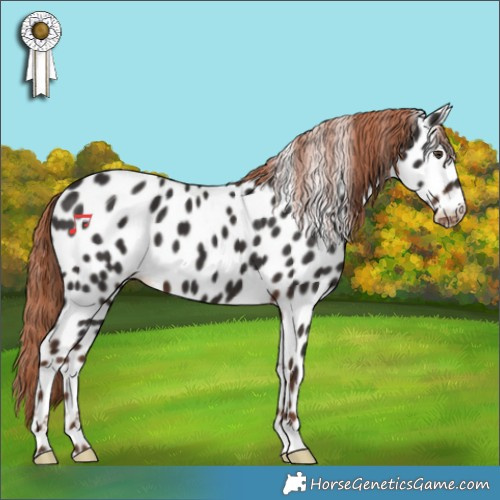 Horse Color:Liver Chestnut Appaloosa 