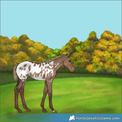 Horse Color:Liver Red Dun Appaloosa 