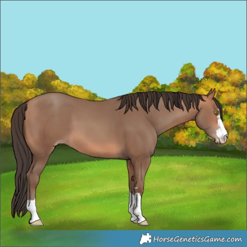 Horse Color:Amber Champagne 