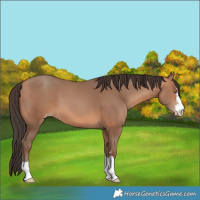 Horse Color:Amber Champagne 