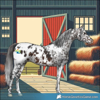Horse Color:White Spotted Brown Appaloosa 