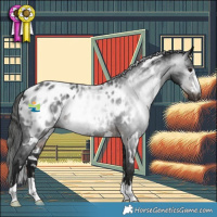 Horse Color:Gray White Spotted Brown Appaloosa 
