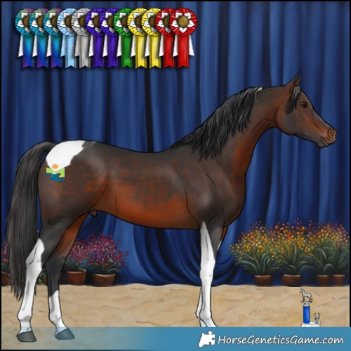 Horse Color:Brown Tobiano 
