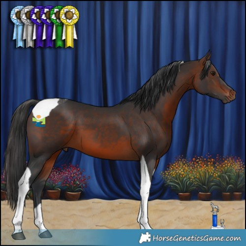 Horse Color:Brown Tobiano 